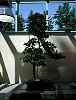 bonsai42.jpg